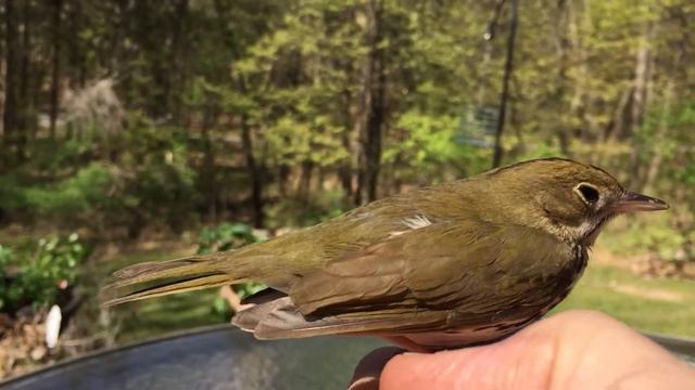 A bird in the hand. смотреть онлайн
