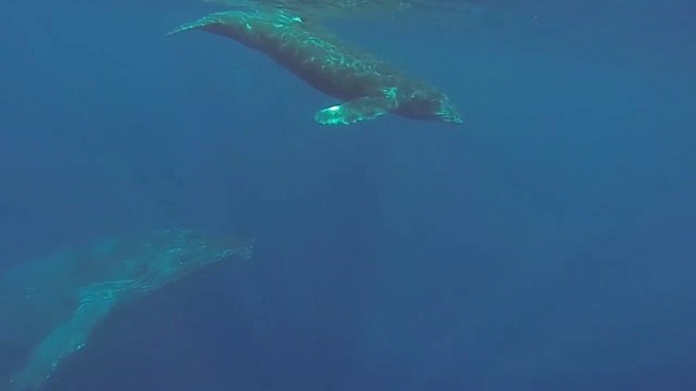 Круиз с китами смотреть онлайн