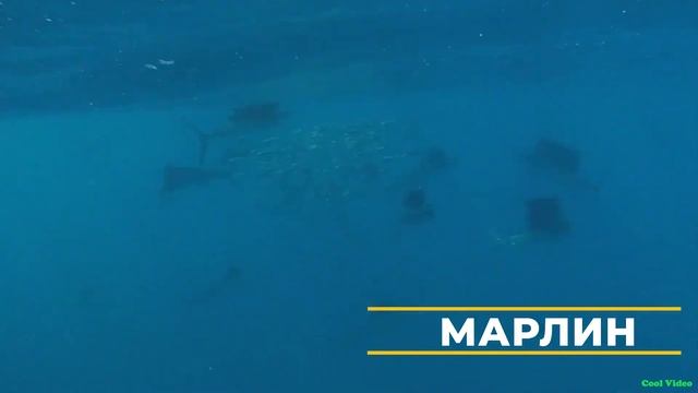 Самые быстрые животные в мире. Суша, вода, воздух - кто быстрее? смотреть онлайн