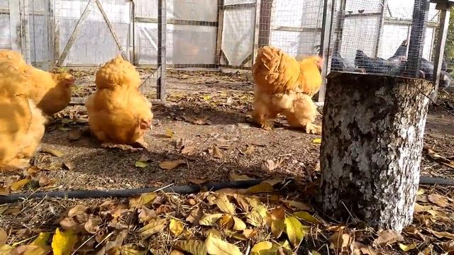 кохинхин палевый ноябрь 2017г. в ЛПХ Ко-Ко-Ко® смотреть онлайн