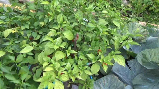 4 сентября, урожай гигантских тыкв смотреть онлайн