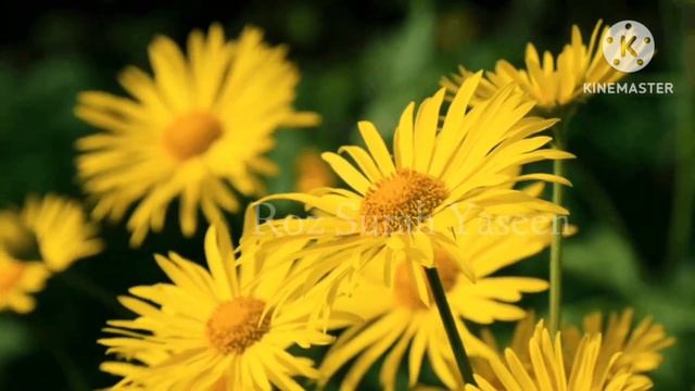 Surah Yasin(Yaseen)|Surah Yaseen Ki Tilawat| Recitation Of Surah Yaseen |With Arabic| Ep-23 |#quran смотреть онлайн