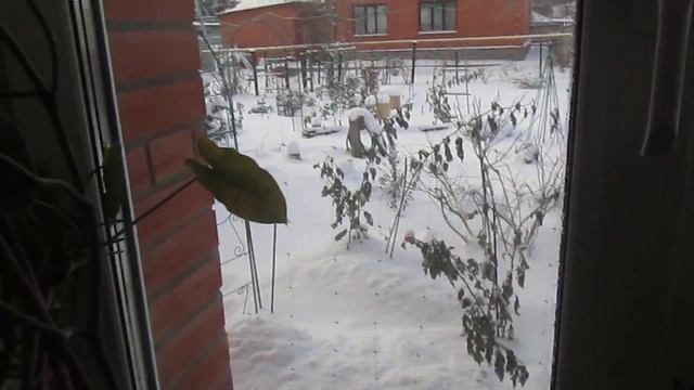 КОМНАТНЫЕ ЦВЕТЫ В НОЯБРЕ . ОБЗОР ОРХИДЕЙ . В ГОСТЯХ У ЕЛЕНЫ . смотреть онлайн