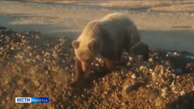 Бурые медведи подходят к населенным пунктам смотреть онлайн