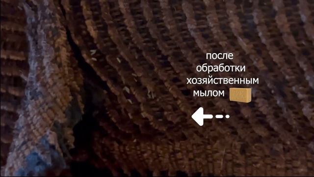 Клопы погибли от хозяйственного мыла #shorts смотреть онлайн