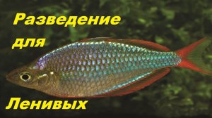 Радужные рыбки. Ленивое разведение. (Архив от 25.02.2023)