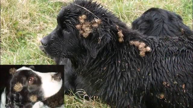 КАК растения путешествуют. смотреть онлайн