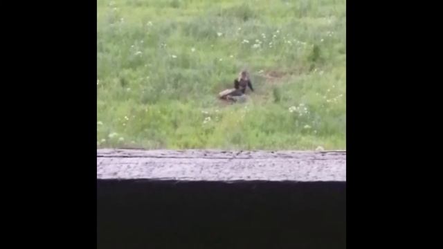 Медведь на овсах смотреть онлайн