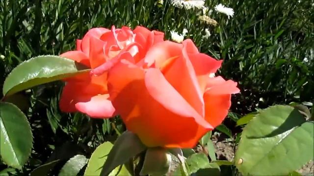 Роза Красавица Фестиваля смотреть онлайн