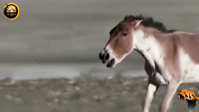 مدهش..هجوم شرس من الحمار على الجمل لن تصدق ما حصل له смотреть онлайн