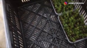 ОСЕННЕЕ ЧЕРЕНКОВАНИЕ БАКОПЫ