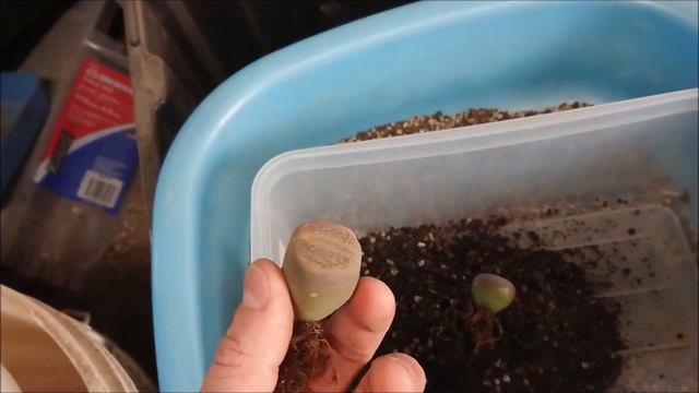 How To Re-Pot Lithops