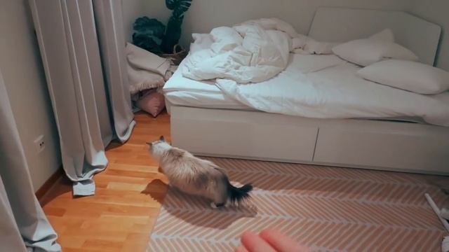 ?VLOGMAS 22 | Готовлю комнаты к приезду гостей | Упаковываю гору подарков смотреть онлайн