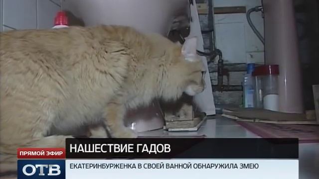 Страсти по питону: змея устроила засаду в ванной екатеринбурженки смотреть онлайн