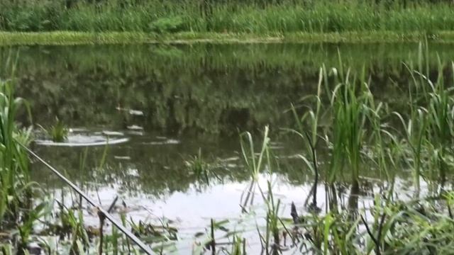 Киньте это на рыбалке в воду для бешенного клева рыбы! Как приманить и удерживать рыбу круглый год? смотреть онлайн