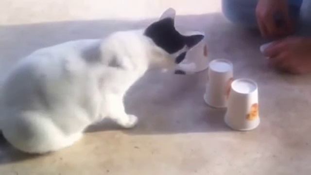 Видео прикол. Умный кот . смотреть онлайн