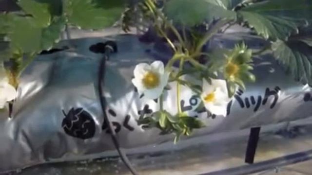 zabagro.ru смотреть онлайн