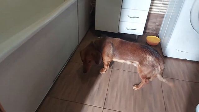 2021-03-04 Лёнька и морковка VIKTOR POZHAR VIDEO смотреть онлайн