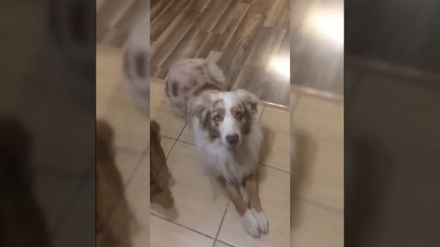 Тест-проба для кастинга. КИНОэнималс смотреть онлайн