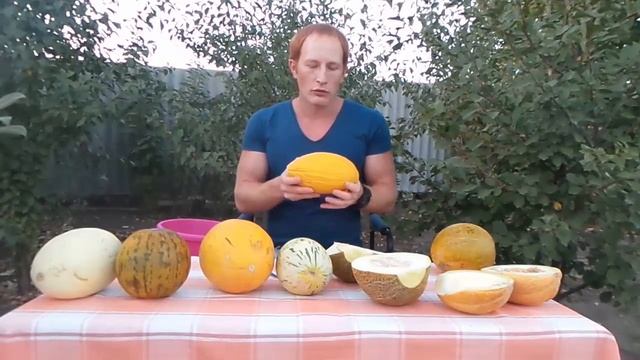 Дыни.Дегустация 8ми сортов дынь. смотреть онлайн