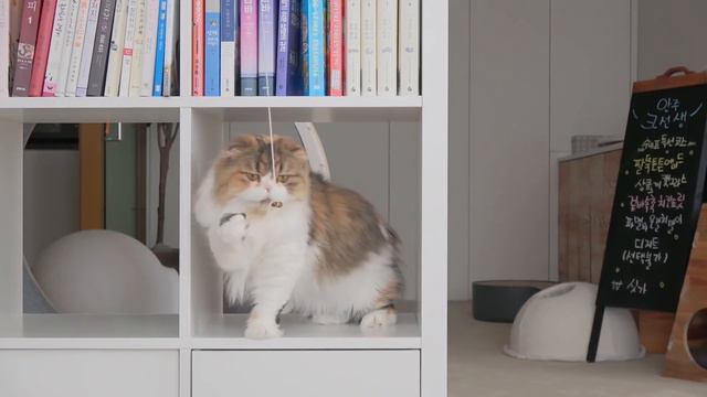 LuLu Is The Best! | Kittisaurus