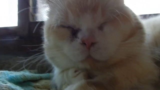 Nikon coolpix p500. François, the munchkin смотреть онлайн