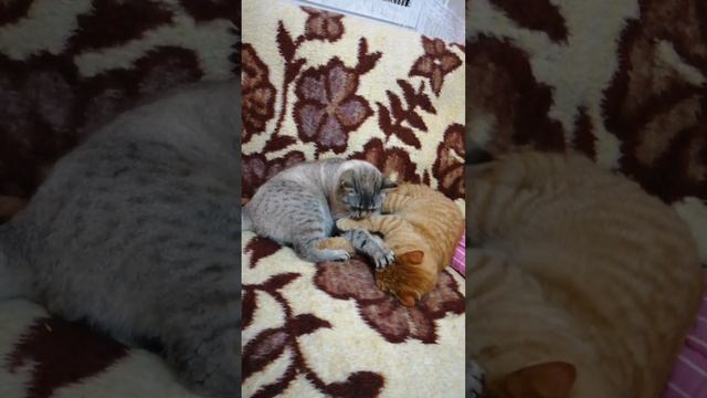 На три вещи можно смотреть вечно: как спят котики, как умываются котики и как балуются котики😍 смотреть онлайн