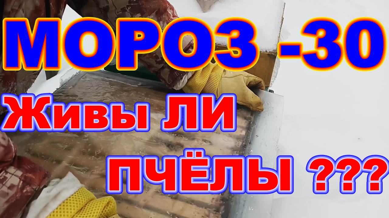 МОРОЗ --30 градусов Живы ЛИ ПЧЕЛЫ ? Зимовка ПЧЁЛ без УТЕПЛЕНИЯ на СЕТЧАТОМ ДНЕ в ульях ППС и ППУ ! смотреть онлайн