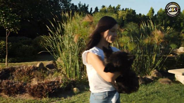 First Aid - What To Do if a Pet is Bitten by a Snake смотреть онлайн
