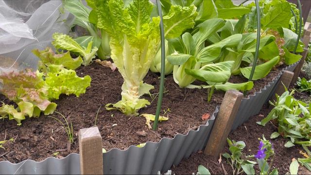 Potager with a cheap ridge wave sheet 🥬🌷 Harvest edition / garden diary # 9 смотреть онлайн