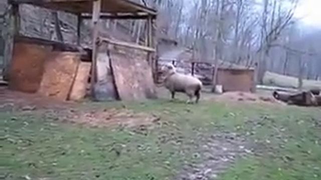 ПРЫГАЮЩАЯ ОВЕЧКА смотреть онлайн
