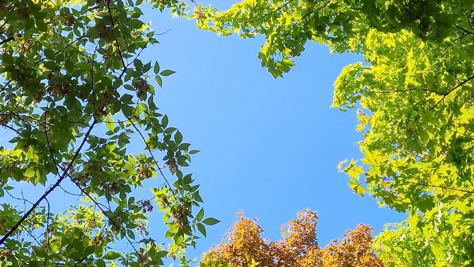 Деревья 2023-05-16 в 11:51:36 / #shorts