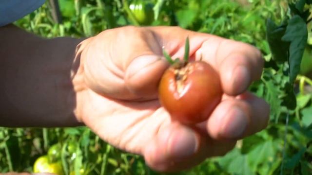 Собираем семена с томатов! Как правильно это делать в домашних условиях?! смотреть онлайн