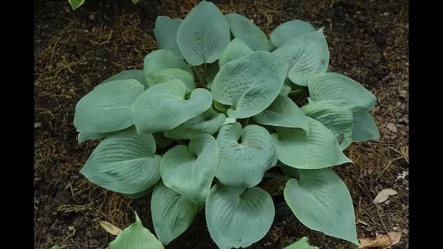 Hosta Bressingham