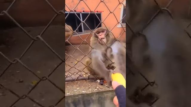 Man taunts monkey with banana?only got half смотреть онлайн