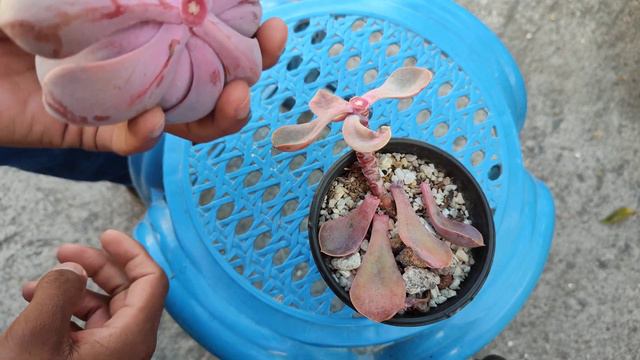 reproducción de Echeveria Purple Pearl | Perle Von Nurnberg #jardinería #echeveria #suculentas смотреть онлайн