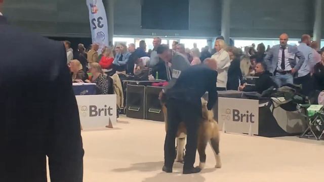 #amerikanakita #akitakennel World Dog Show - 2021. American Akita, males junior - part 2 смотреть онлайн