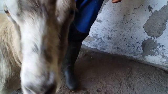 Откуда взялись эти бараны ,козлы и козы смотреть онлайн