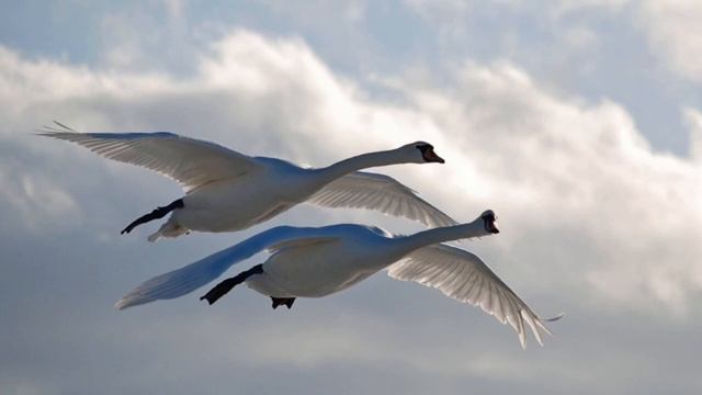 Перелетные птицы и аппликация "Лебедь" смотреть онлайн