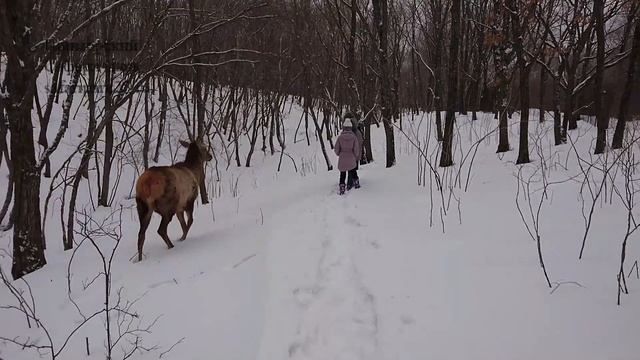 Изюбрь Лёша и северный олень Тундра в Приморском Сафари-парке смотреть онлайн