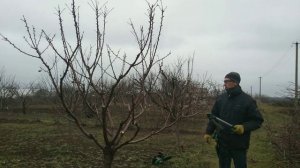 Обрезка ЧЕРЕШНИ 5 ЛЕТ, или как обрезать черешню молодую ГРАМОТНО ФОРМИРУЯ крону.