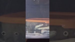 Как я понимаю, что змеи просят есть?