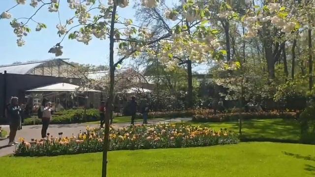 Парк цветов. #Keukenhof 2022 #Нидерланды