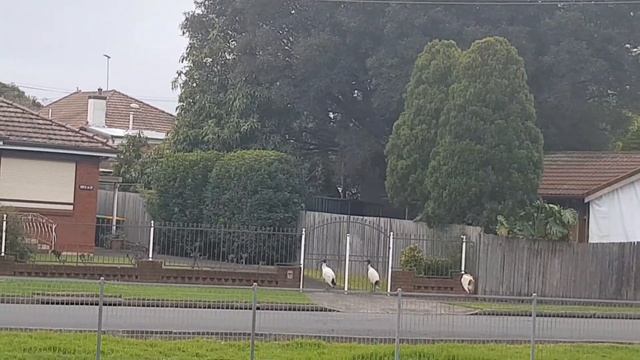 ? Одуванчики в Австралии в парке Егорова смотреть онлайн