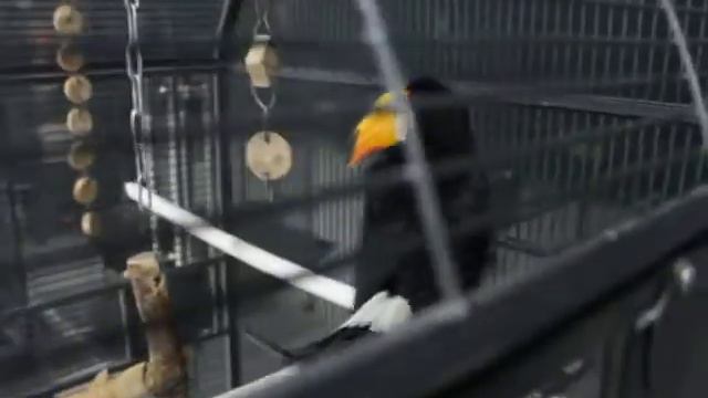 Тукан смотреть онлайн