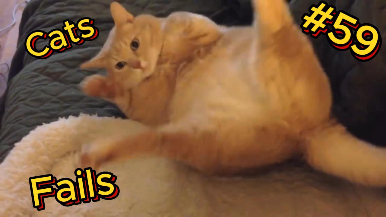 ДО СЛЁЗ ? подборка безумных кошек | Смешные видео - Лучшие ПРИКОЛЫ 59 смотреть онлайн