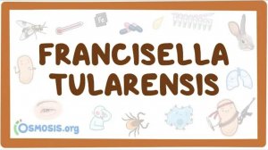 Туляремия - причины, этиология, симптомы, терапия (микробиология, инфекционные болезни) лекция