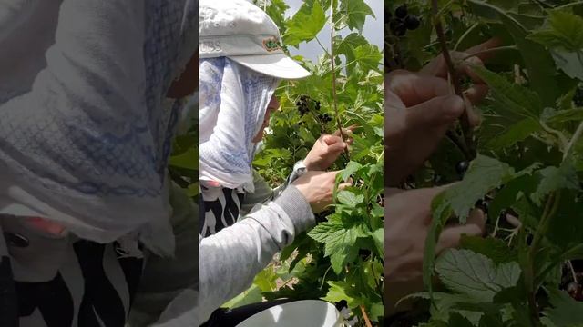 мастер-класс по сбору черной смородины