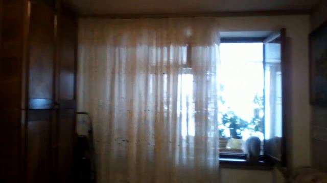 Чихуахуа Пулька и тапок. Чихуахуа Пулька и шотландская кошка Буня. Старое. смотреть онлайн