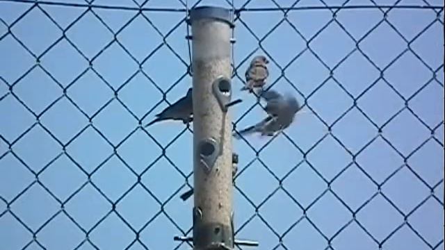 Bird flys backwards in slow motion (taken using Fujifilm Finepix HS10 camera) смотреть онлайн